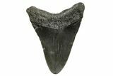 Juvenile Megalodon Tooth - South Carolina #375972-1